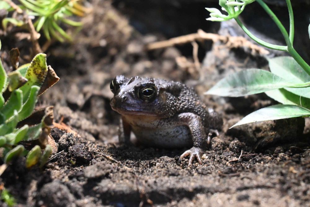 Ropucha amerykańska Anaxyrus terrestris