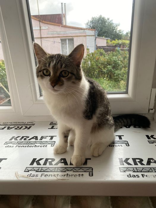 Кішка у добрі руки