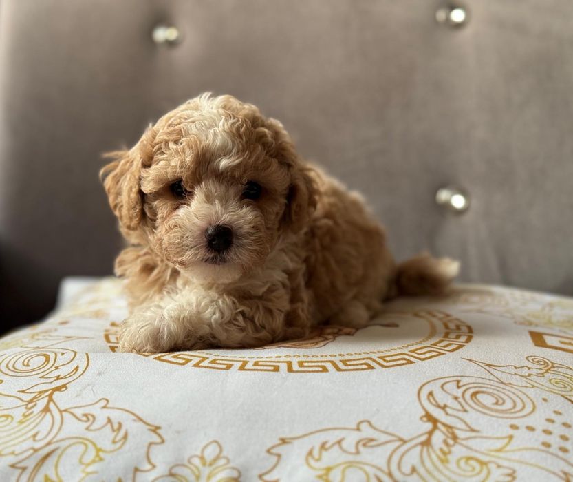 Bichpoo piękny piesek