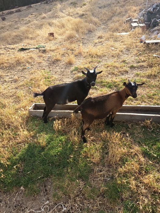 Casal Cabras anas irmãos com 4 meses