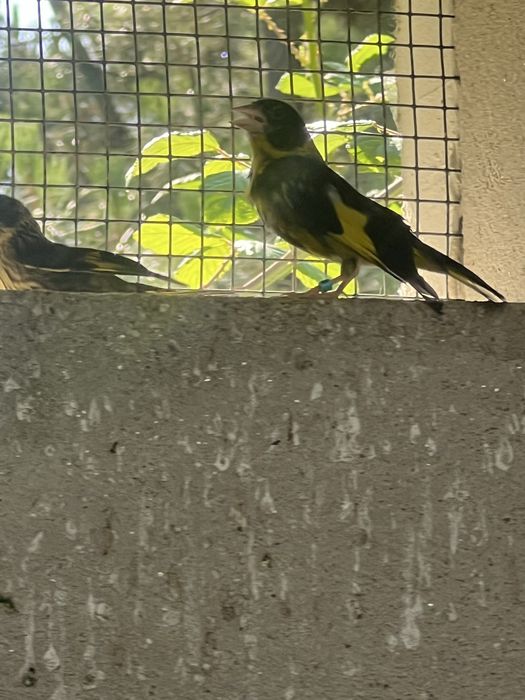 Vendilhões do Vietname ou Chloris Monguilloti
