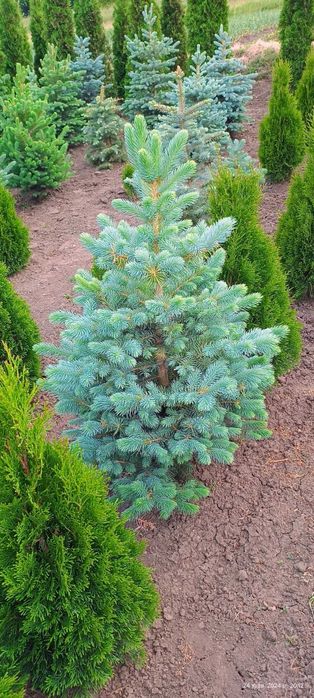 Туя , самшит, ялинка кейбаб,