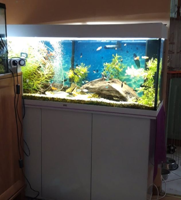 Akwarium 240 litrów + szafka, wyposażenie