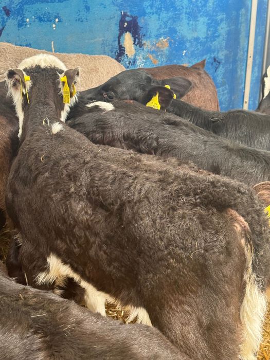 Sprzedam cielaki mięsne byczki jałówki Cała Polska Krasnystaw