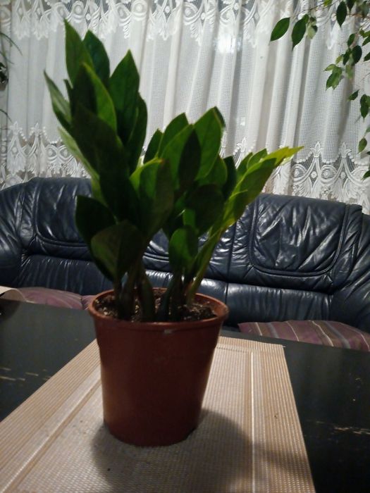 Zamioculcas      .