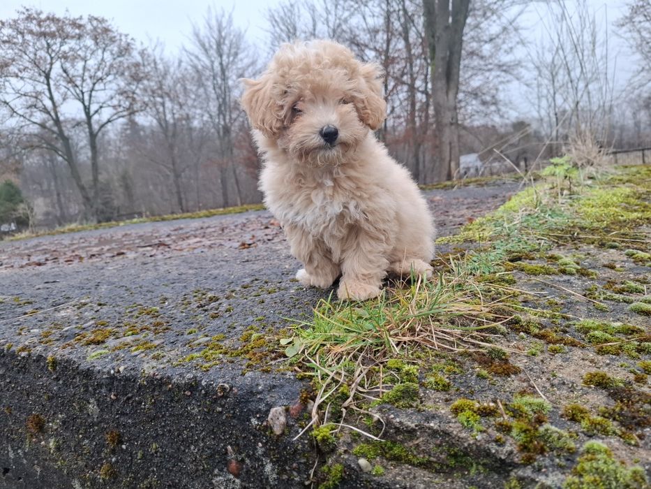 maltipoo suczka gotowa