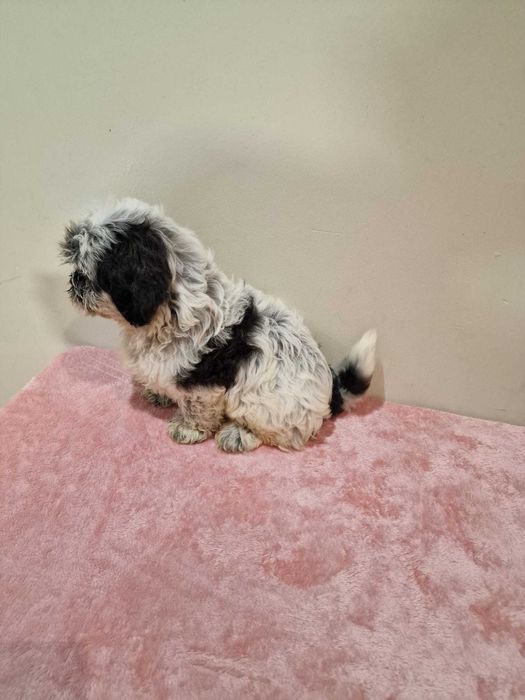 shih Tzu cor rara chocolate de excelência e de porte pequeno