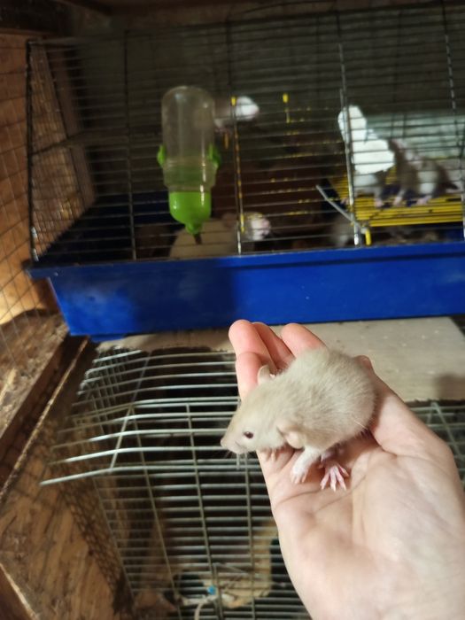 Маленькие крысята сиамские Дамбо