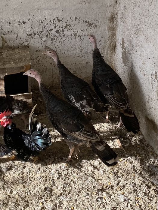 Perus de varias idades.