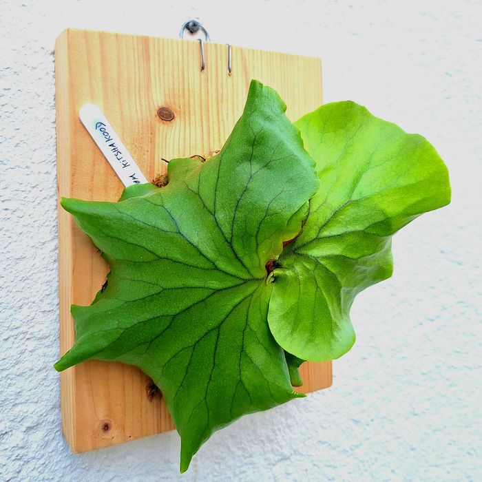 Platycerium kitshakood