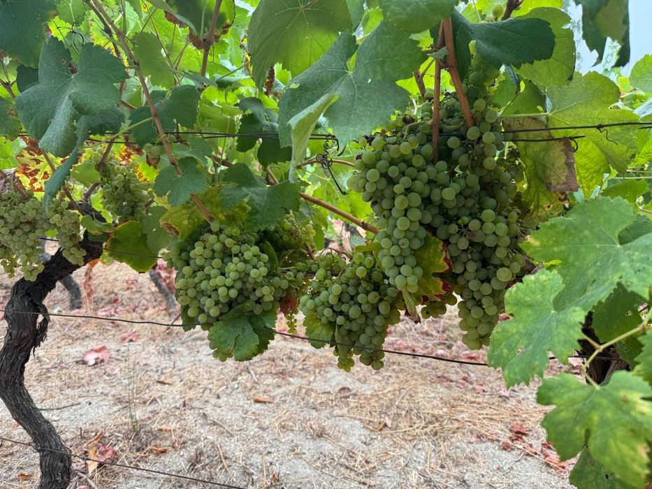Venda de uvas brancas/tintas