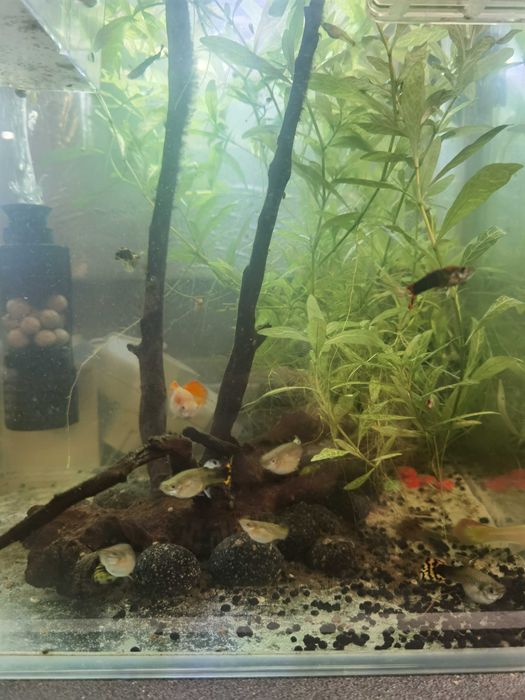 Peixes guppy sortido