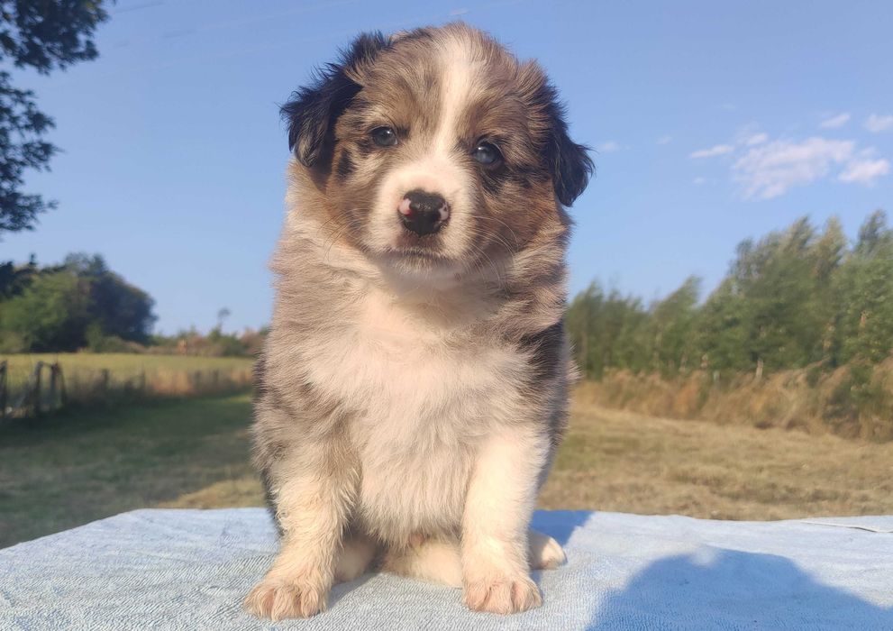 Pies blue-merle BORDER COLLIE - pełna dok.