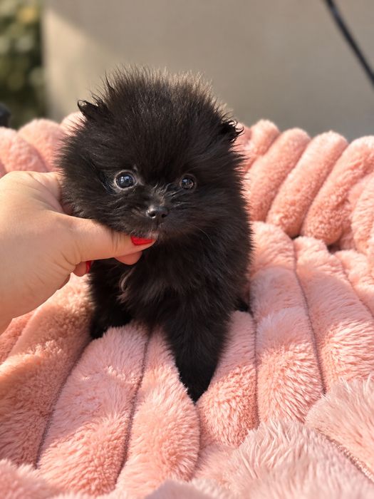 Dziewczynka pomeranian szpic miniaturowy