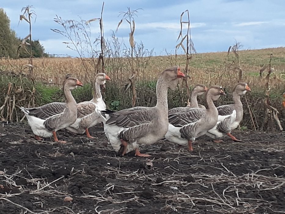 Продам гусей холмогорів