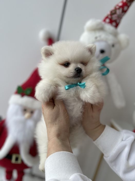 Померанські шпіци — Лише 3! Ідеальна можливість