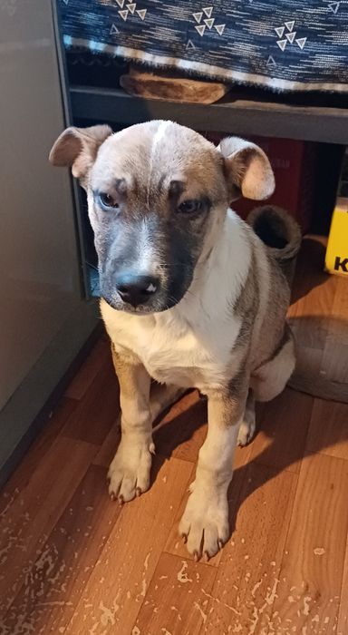 Хороший дружок в добрые руки.