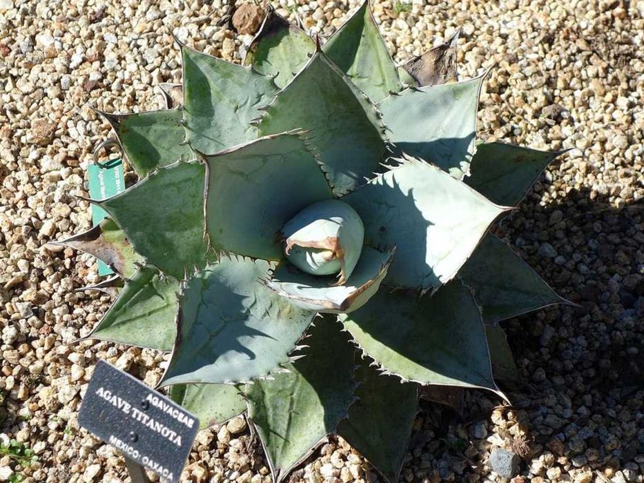 Agave titanota ‘Blue’ – niebieska agawa kolekcjonerska – 5 nasion