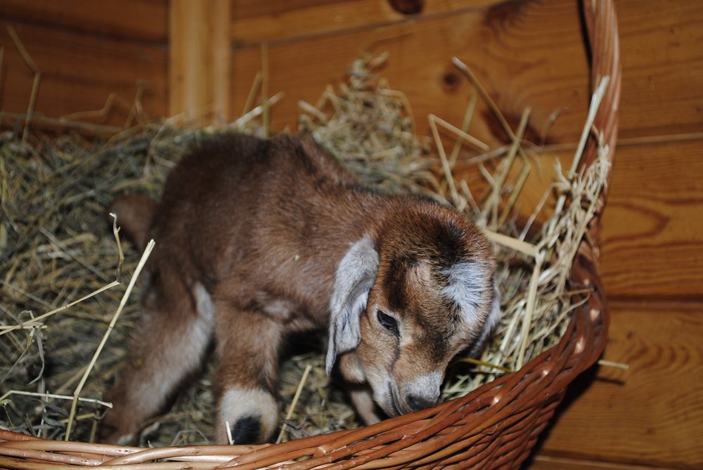 Міні козлик Ан+ міні