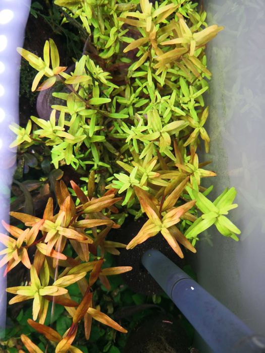 Rotala colorata roślina akwariowa