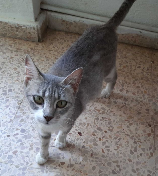 Gatinha para adoção responsável