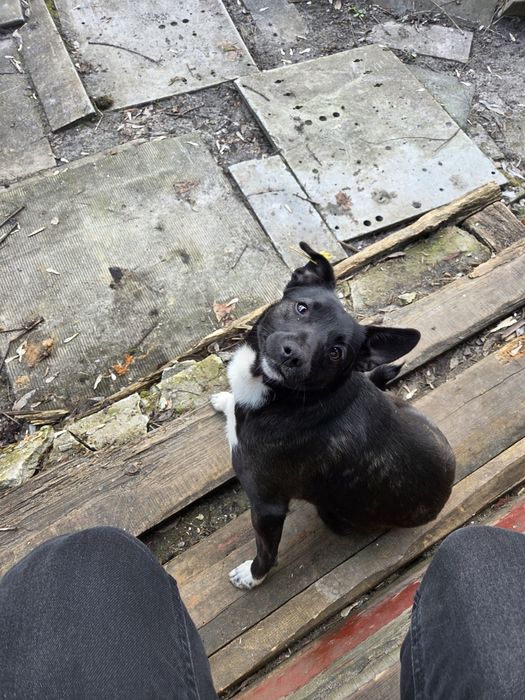 Віддам собаку дівчинку