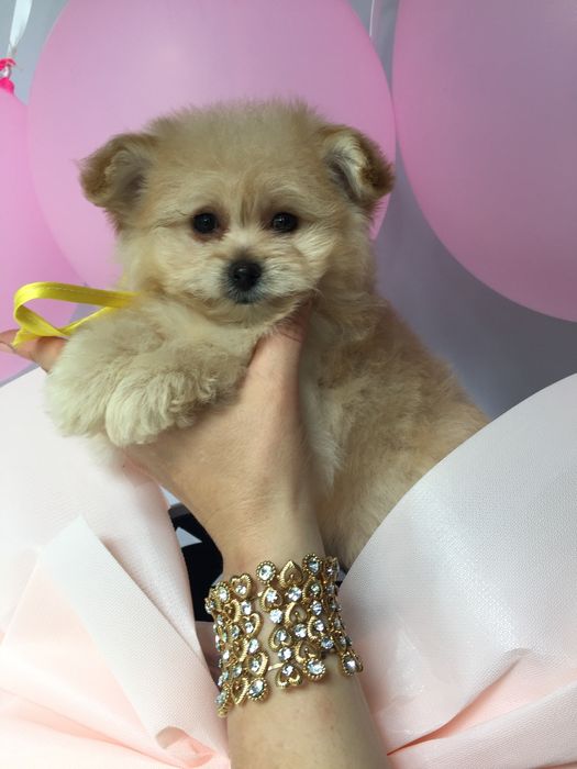 Помапу  ваш найкращий подарунок літа