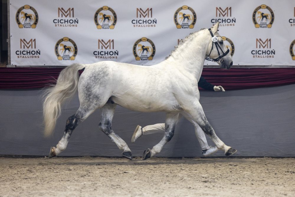 Stanówka Ogier śląski Ramzes II