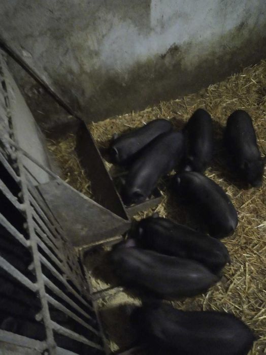 Продам В'єтнамські поросята