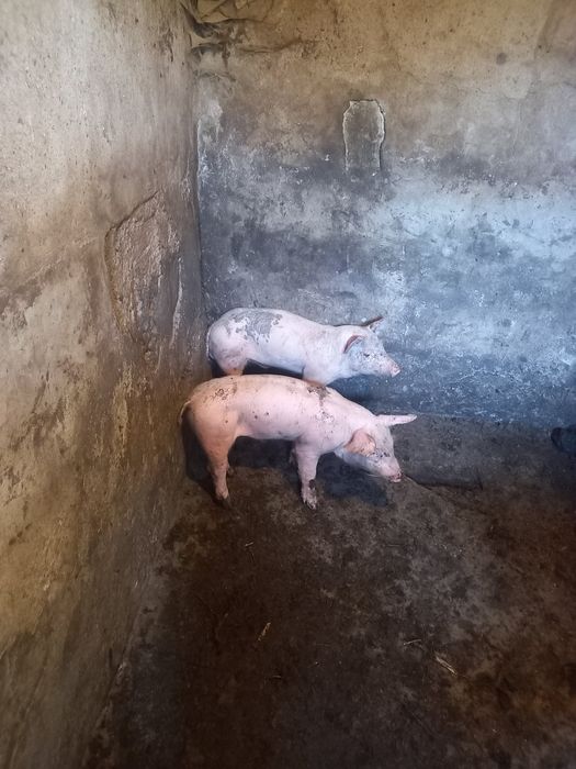 Продам місячних поросят