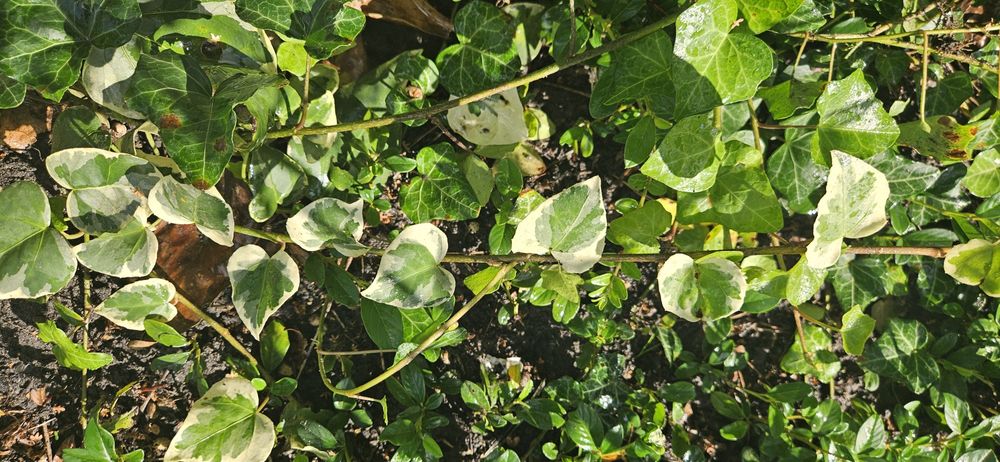 Bluszcz Algierski - variegata roślina z gruntu