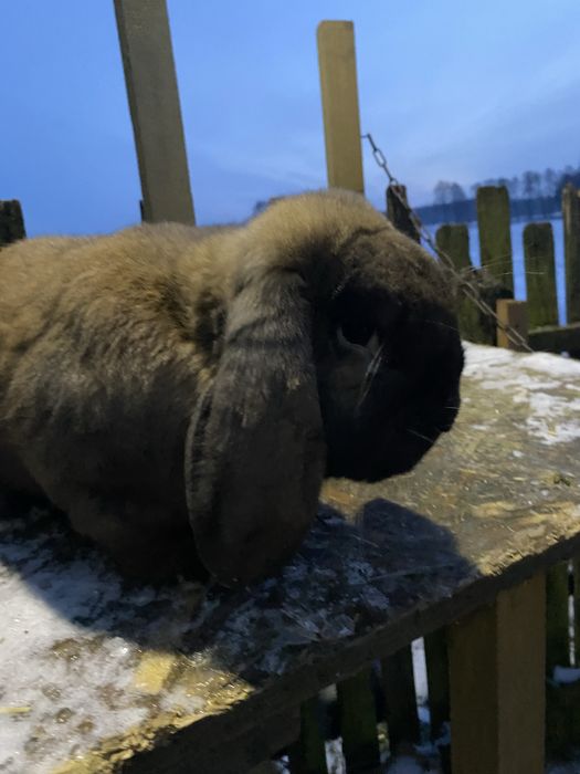 Samiec baran francuski madagaskar