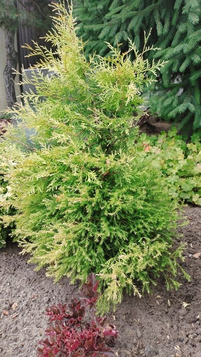 Туя вересковидная голубая. Укорененные черенки