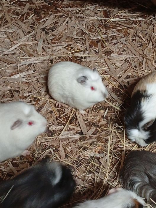 Sprzedam świnki morskie samice