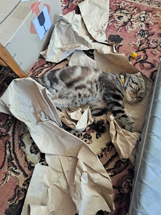 Кот ищет подружку