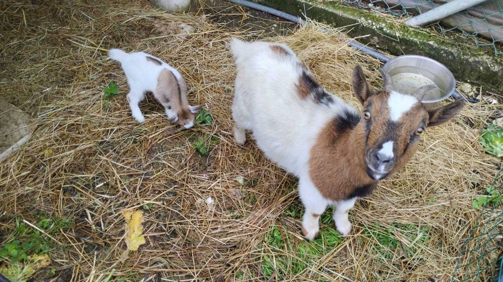 Exclusivas e  Dóceis Cabritas Micro Anãs Camaronesas / Mini Pigs