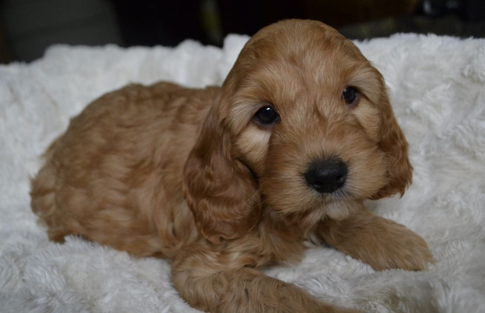 Cockapoo piesek KENZO