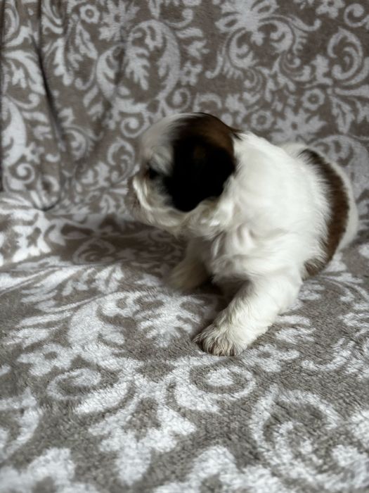 Piesek rasy shih tzu Ares    Rezerwacja