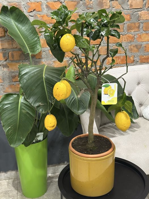 Цитрусові дерева Кумкват, Лимонне дерево, лаймкват, каламондин