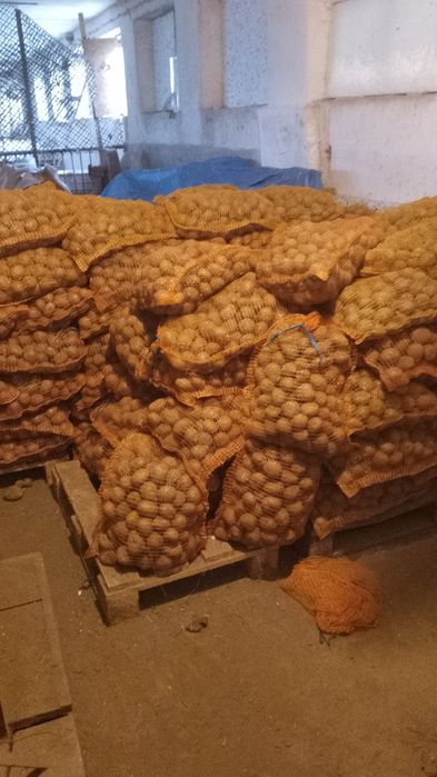 Sprzedam ziemniaki Vineta z własnej uprawy Nasławice