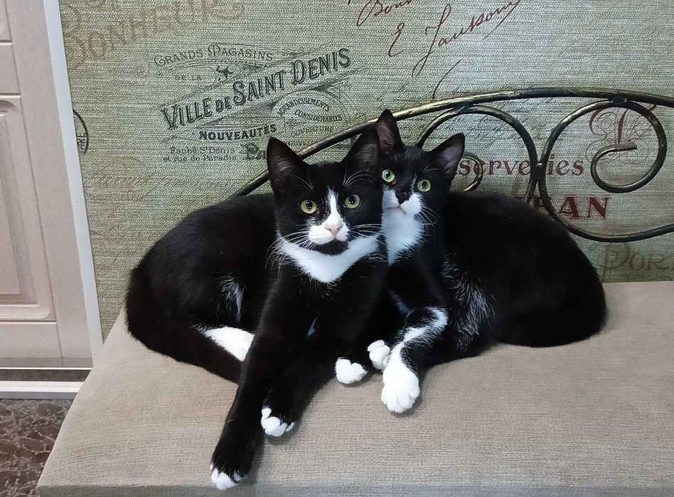 Отдам кота и кошечку