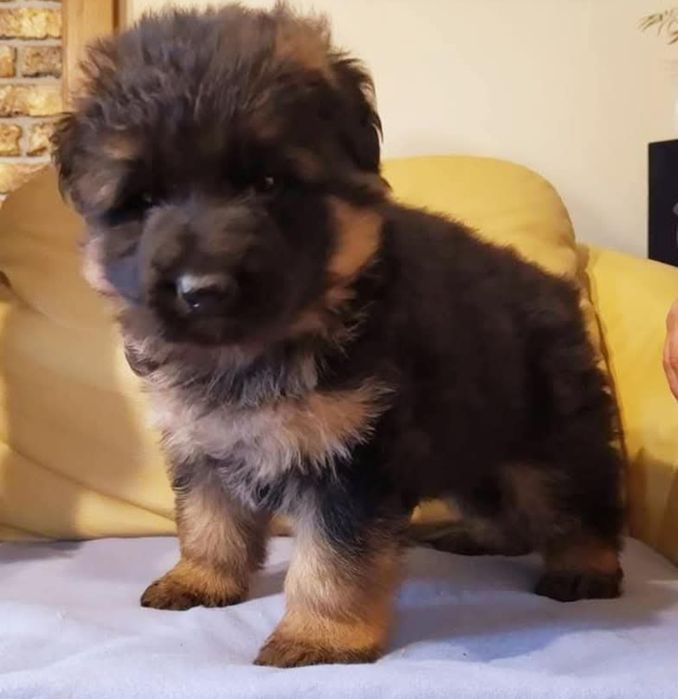 Owczarek niemiecki długowłosy