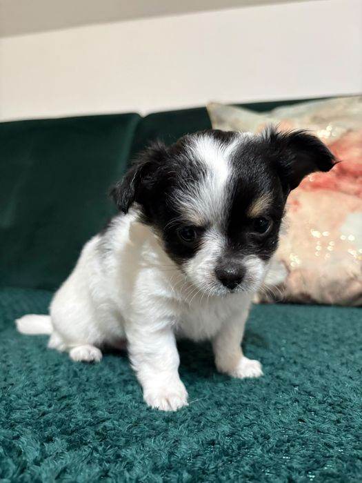Chihuahua maleńki piesek