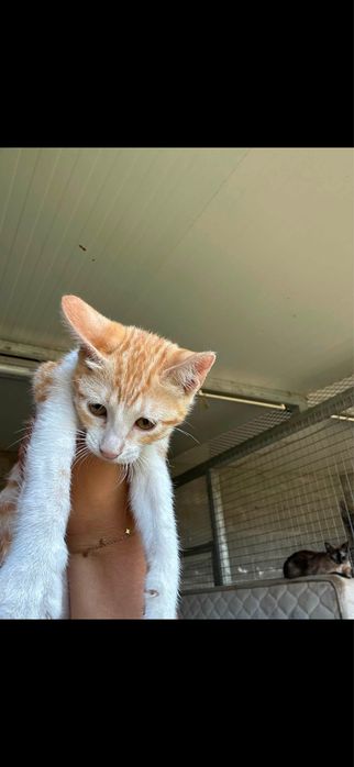 Gatinhas para adocao