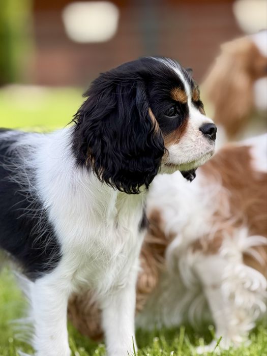 Cavalier King Charles Spaniel