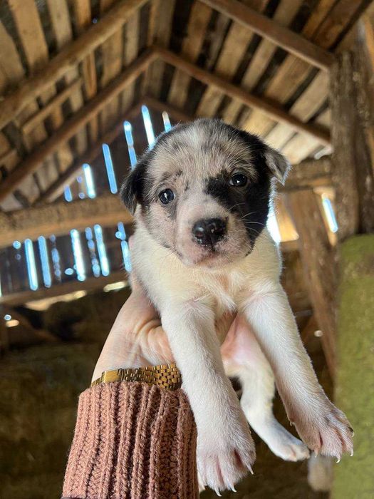 Песики великі будуть, тато алабай мама дворняжка