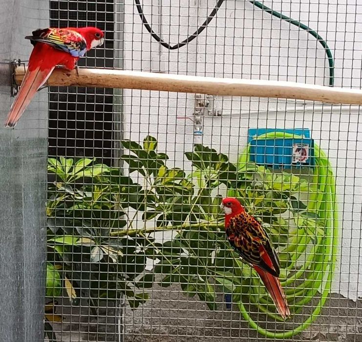 4 Casais de Roselas Eximius para Cedência