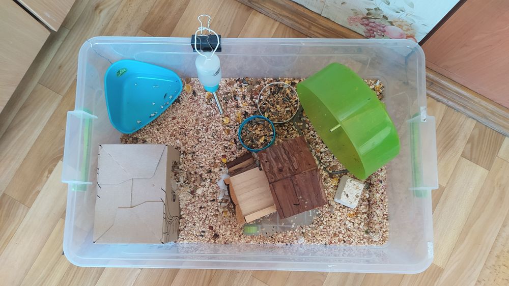 Хом'як джунгарик з власною квартирою )