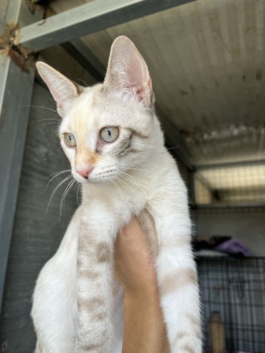 Shiva- linda gatinha muito meiga!