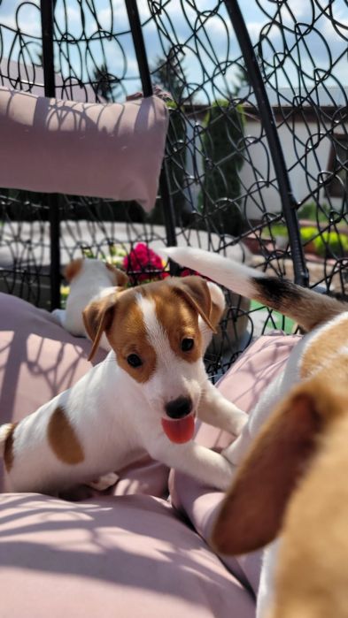 Jack Russell Terrier